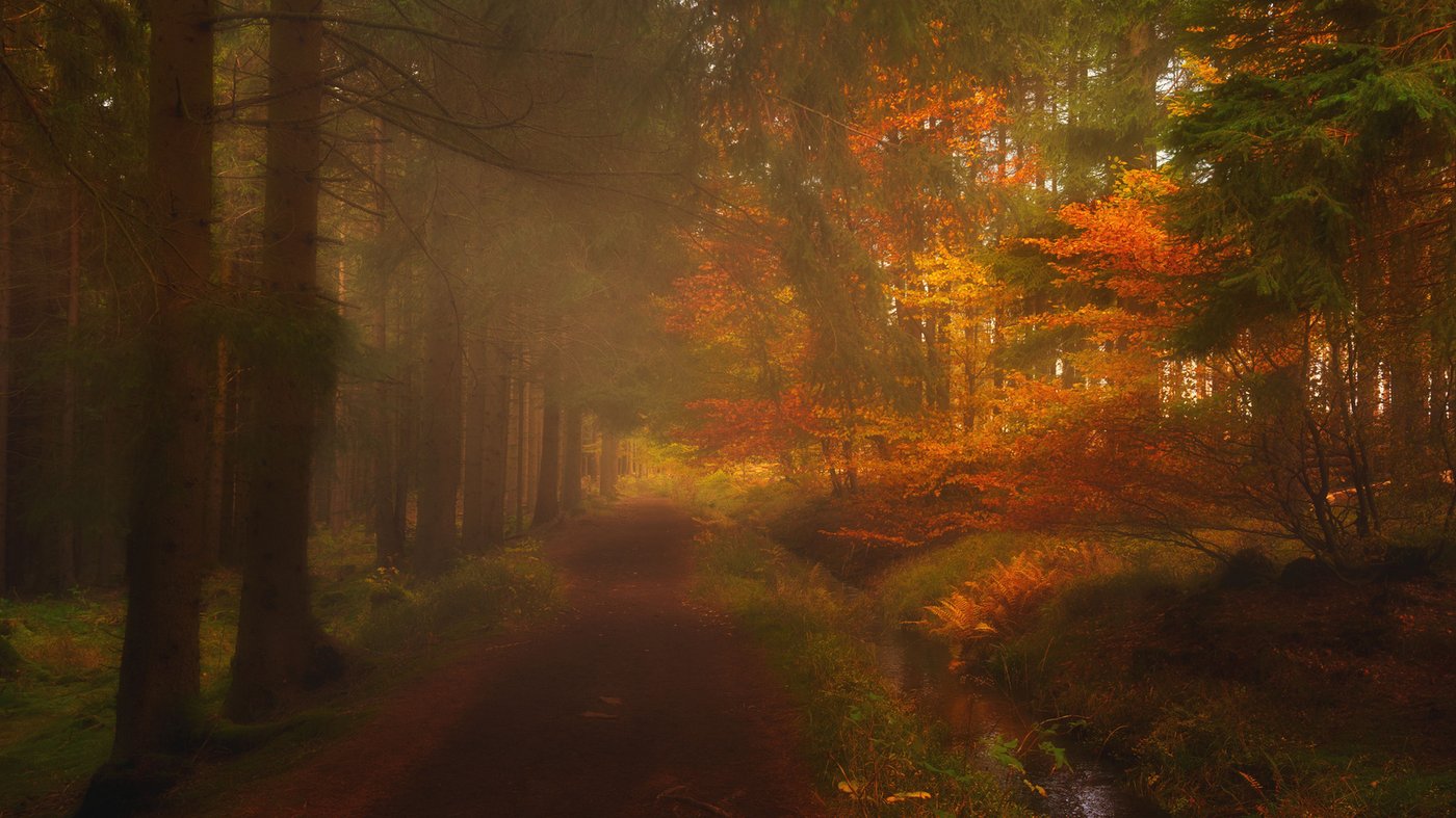 Nebliger Herbstweg im Wald — Stille statt Knall