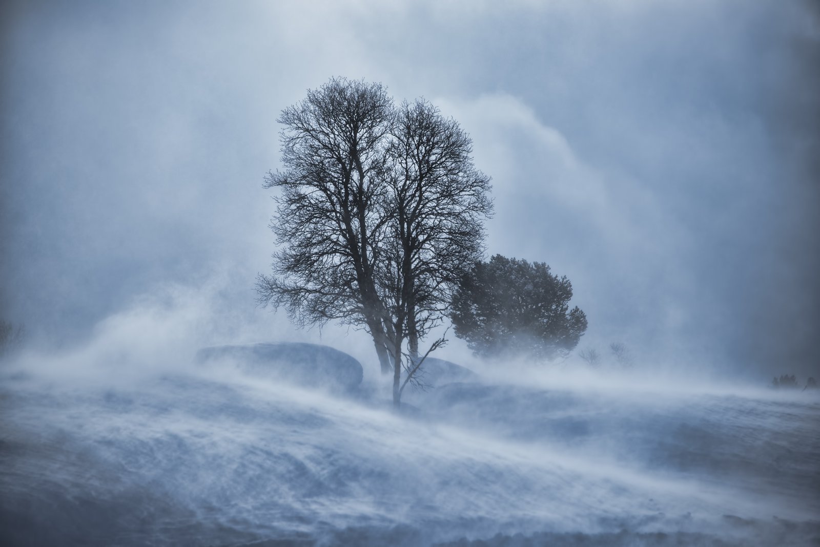 Kahler Baum im Schneesturm – Sinnbild für Führung im Nebel